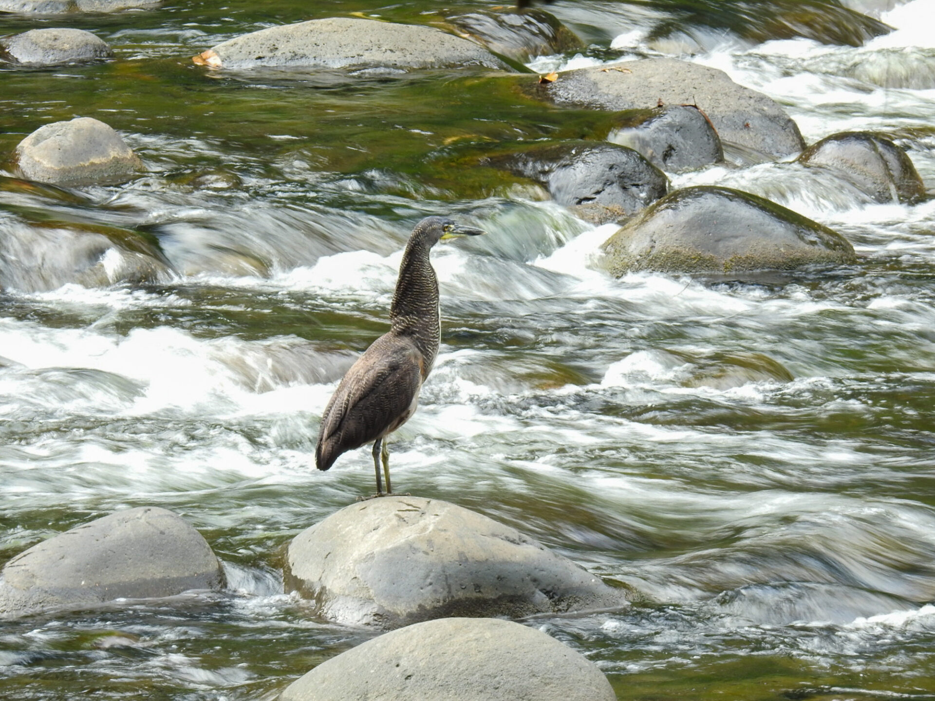 Fasciated Tiger-Heron