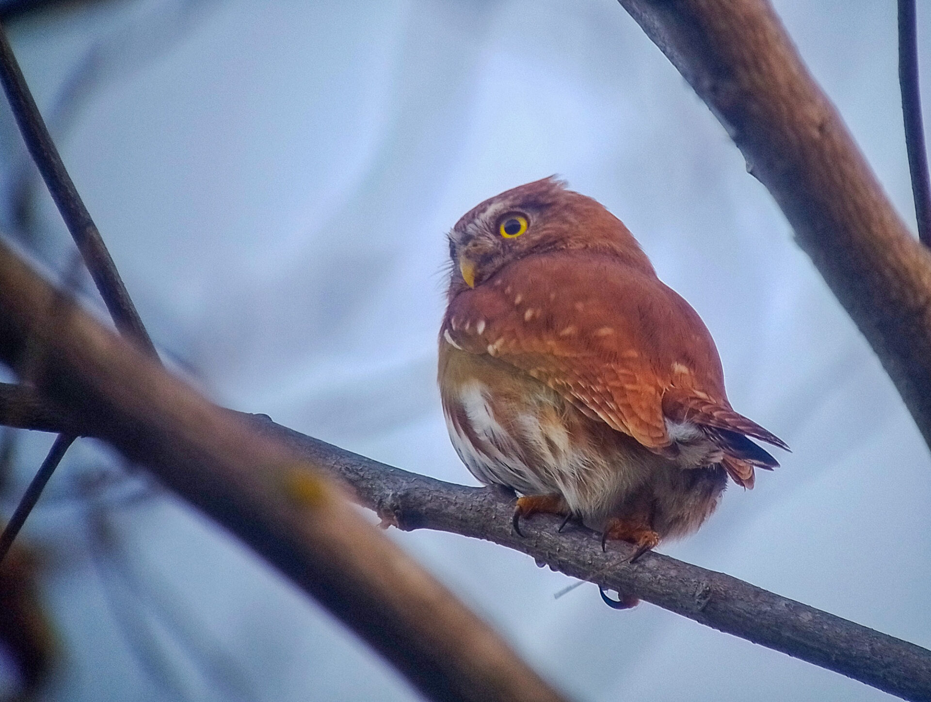 Ferruginous Pygmy-Owl, Costa Rica