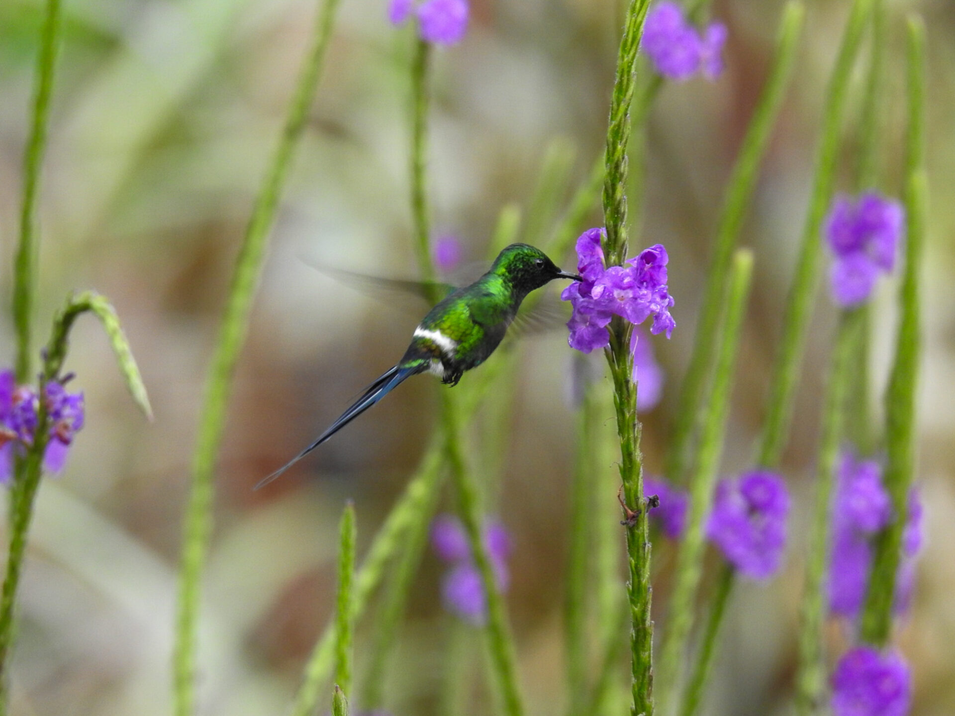 Green Thorntail