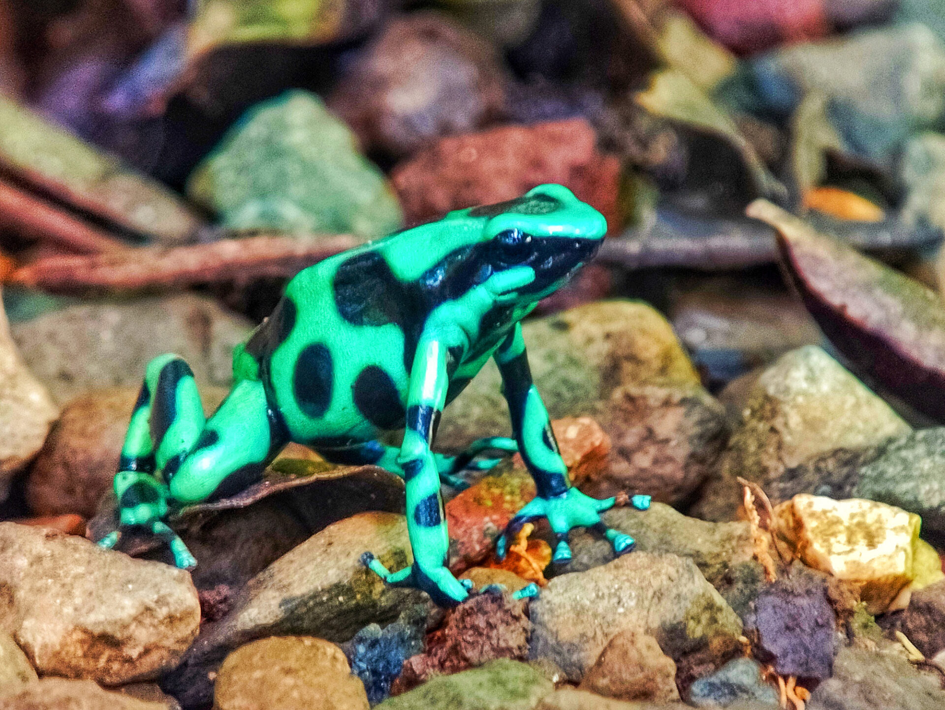 Green-and-black poison dart frog