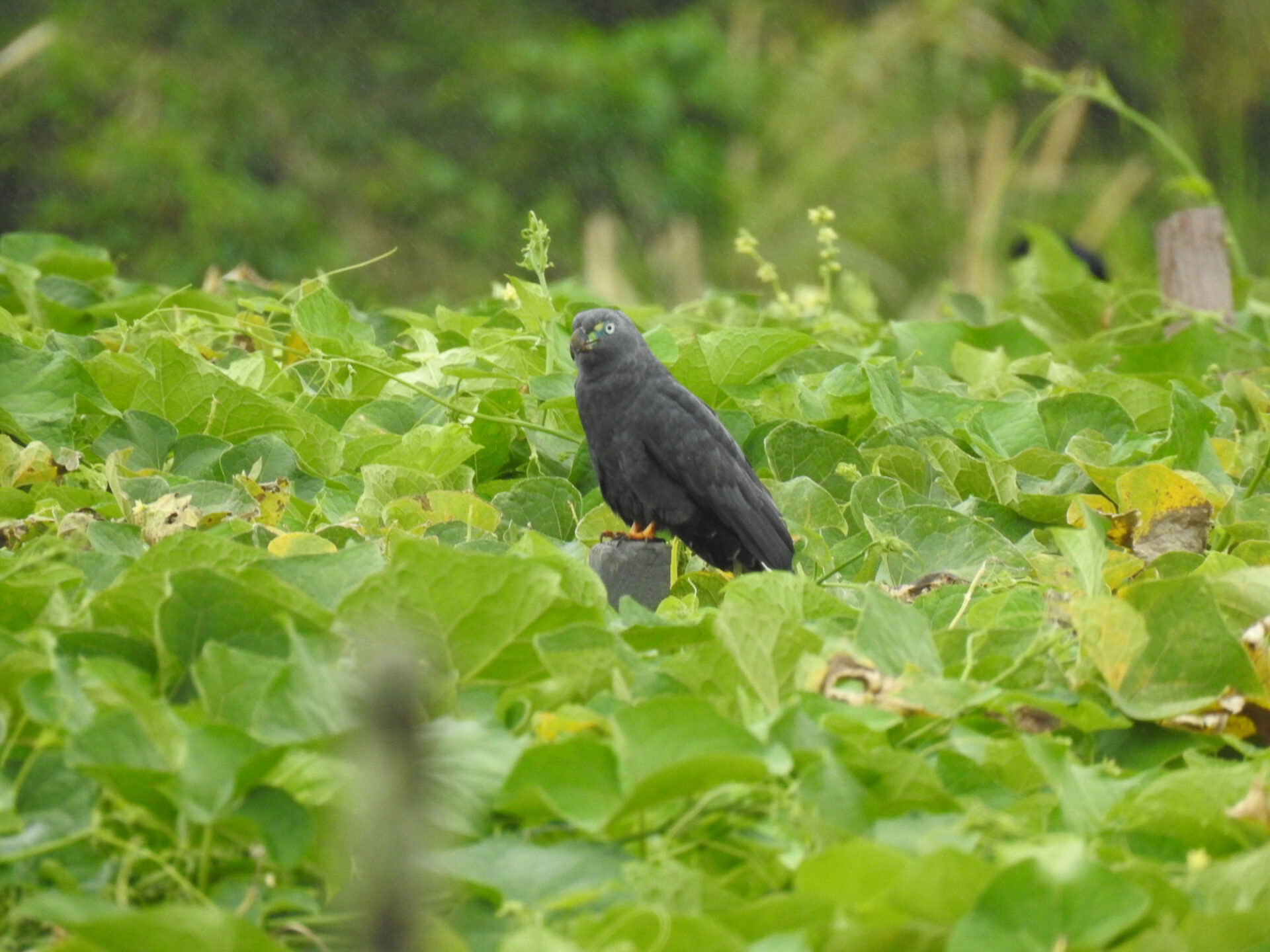 Hook-billed Kite