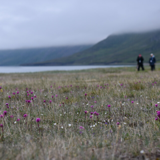 Flowers on the Labrador coast