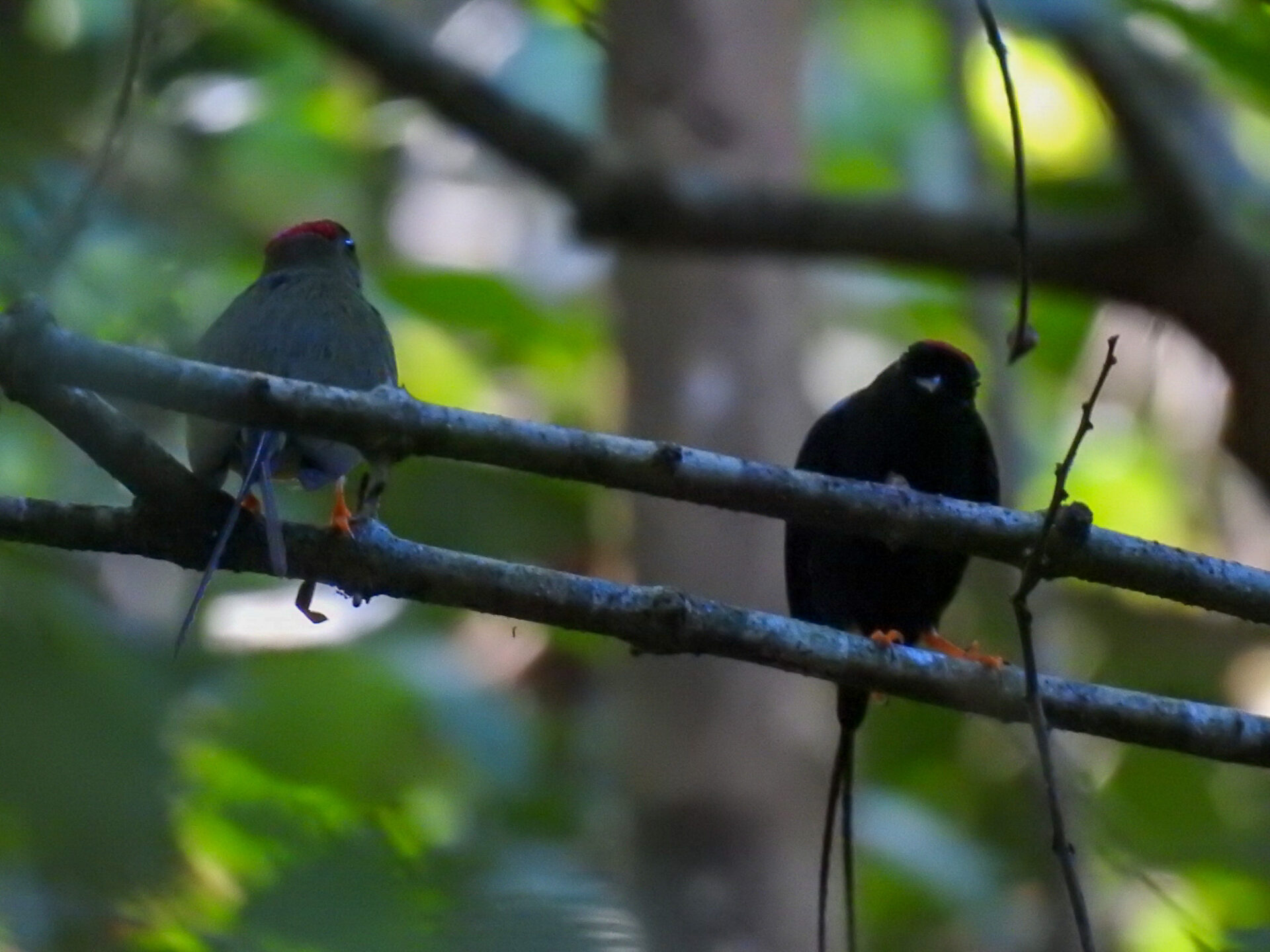 Long-tailed Manakin, Costa Rica