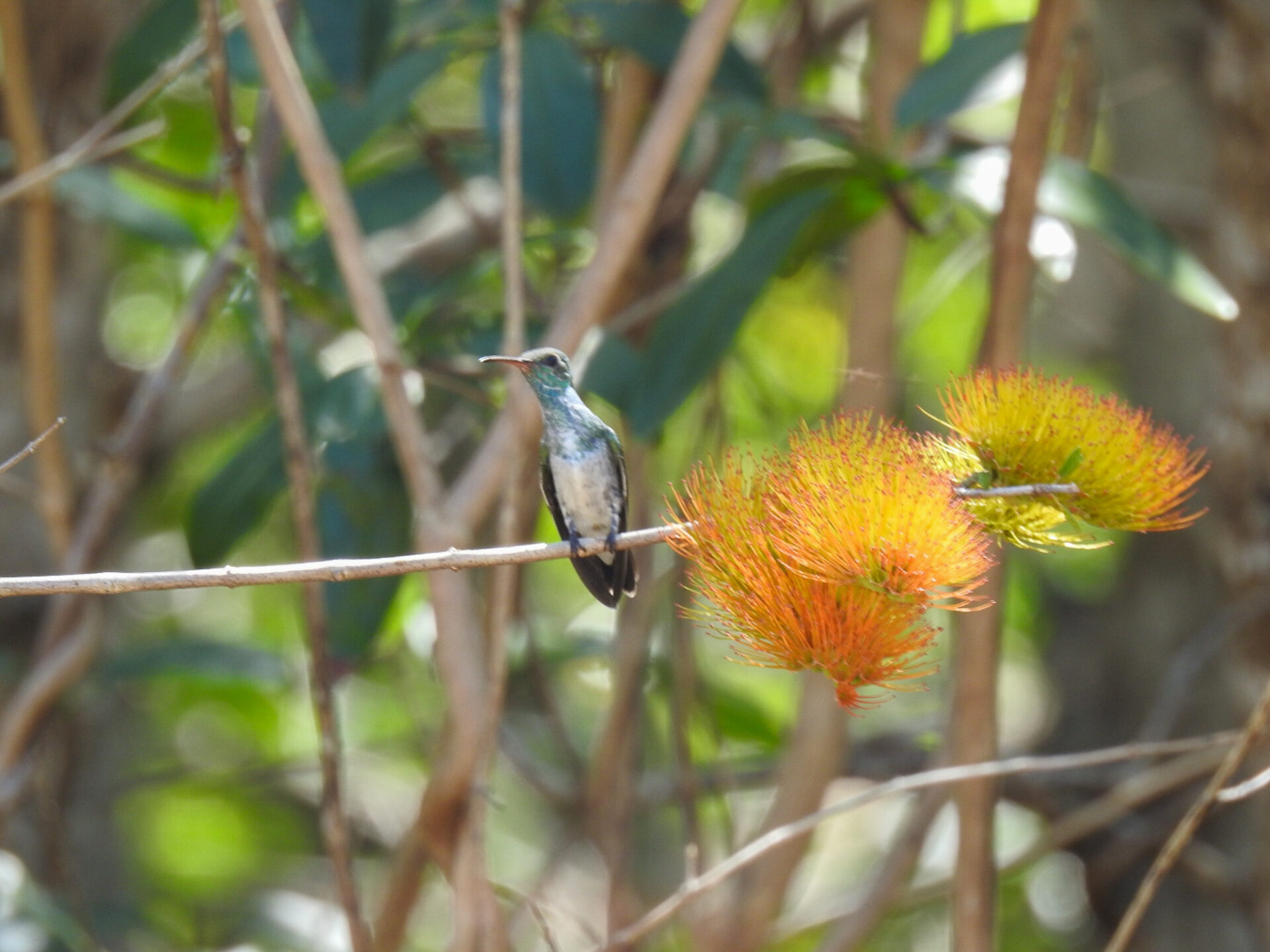 Mangrove Hummingbird, Costa Rica