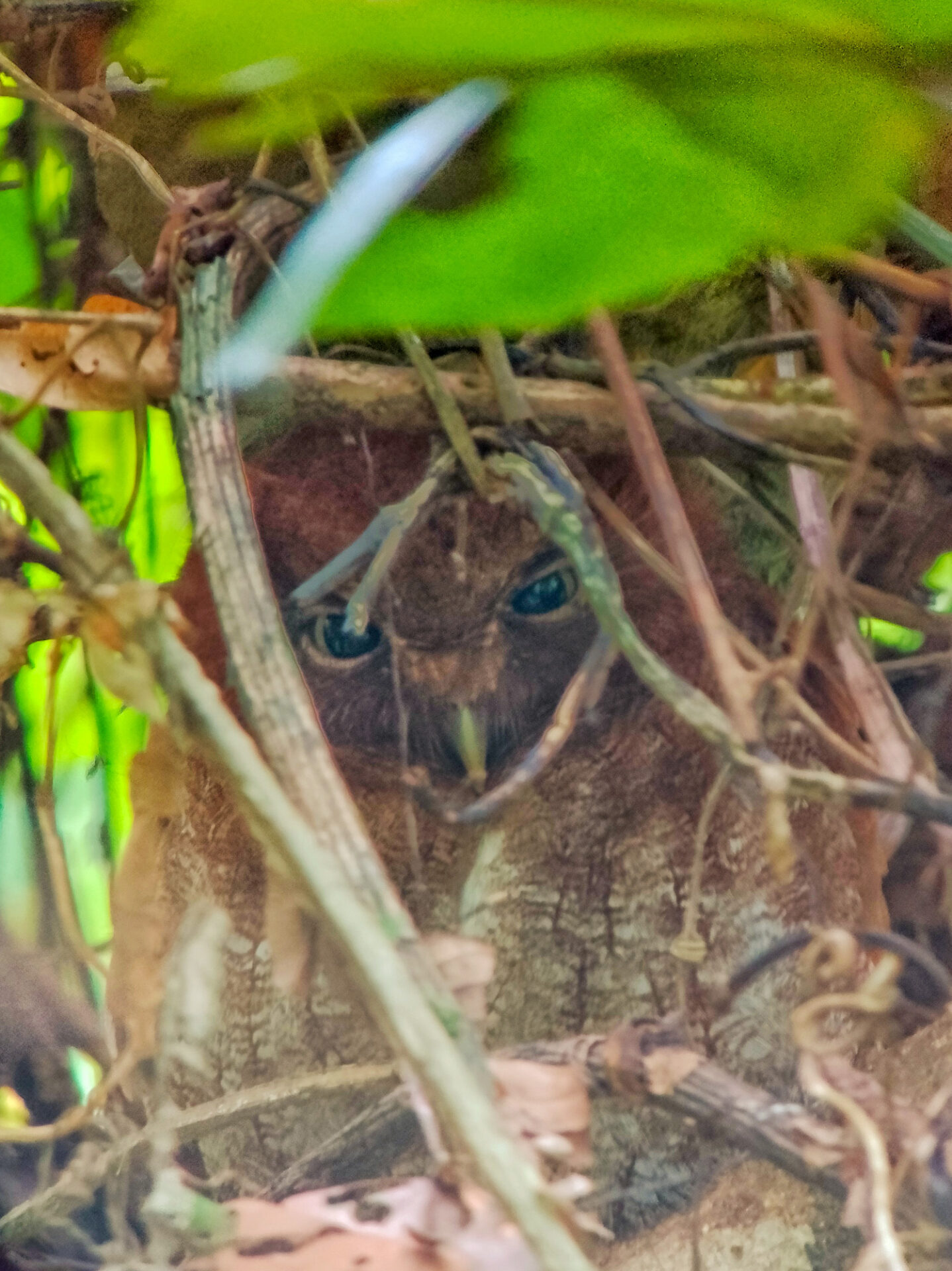 MIddle-American Screech-Owl, Costa Rica