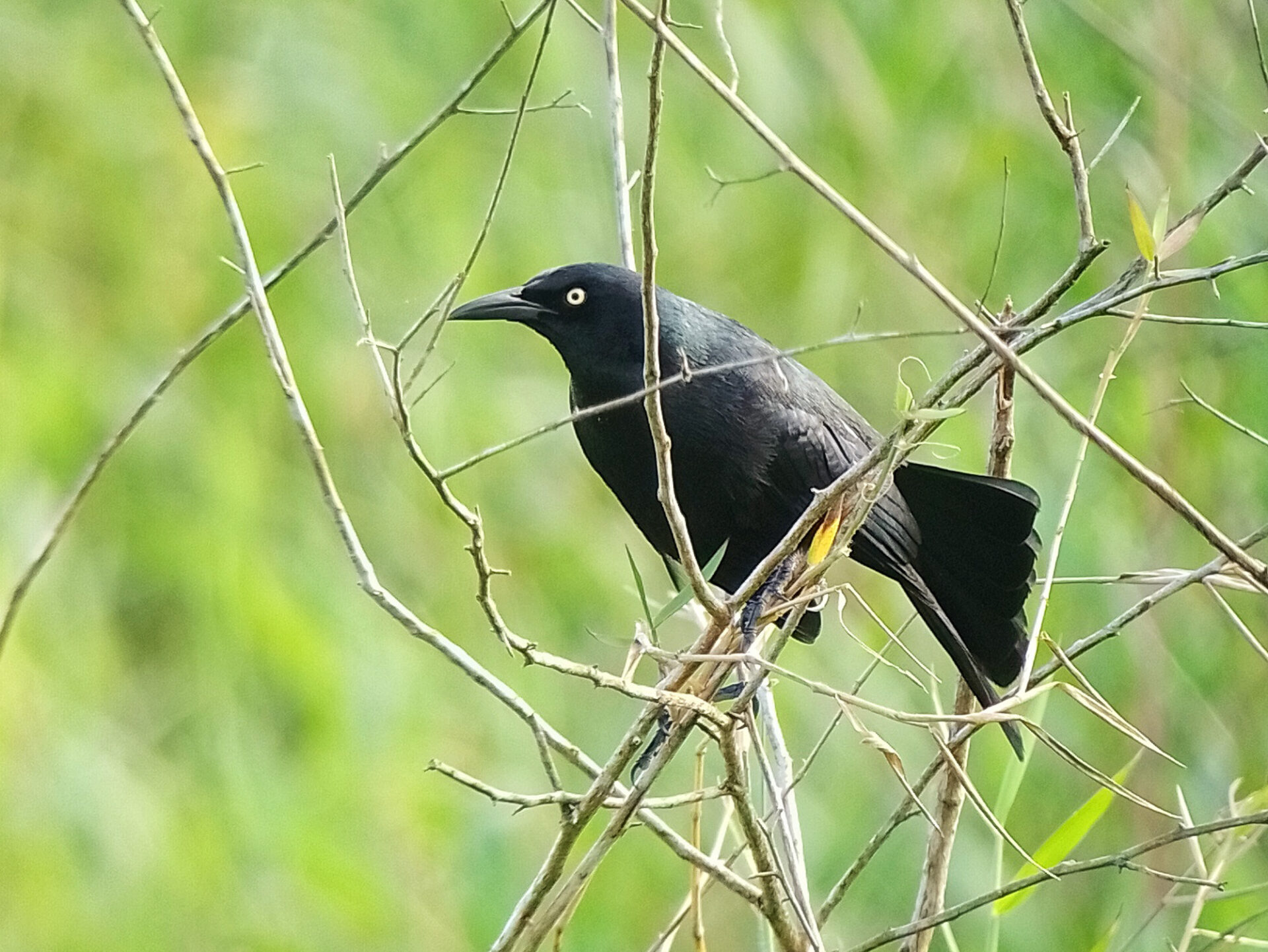 Nicaraguan Grackle