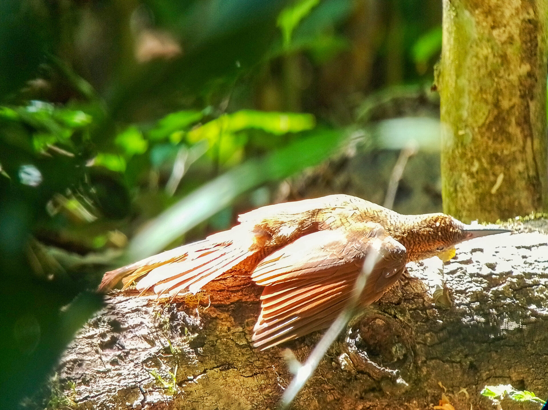 Northern Barred Woodcreeper, Costa Rica