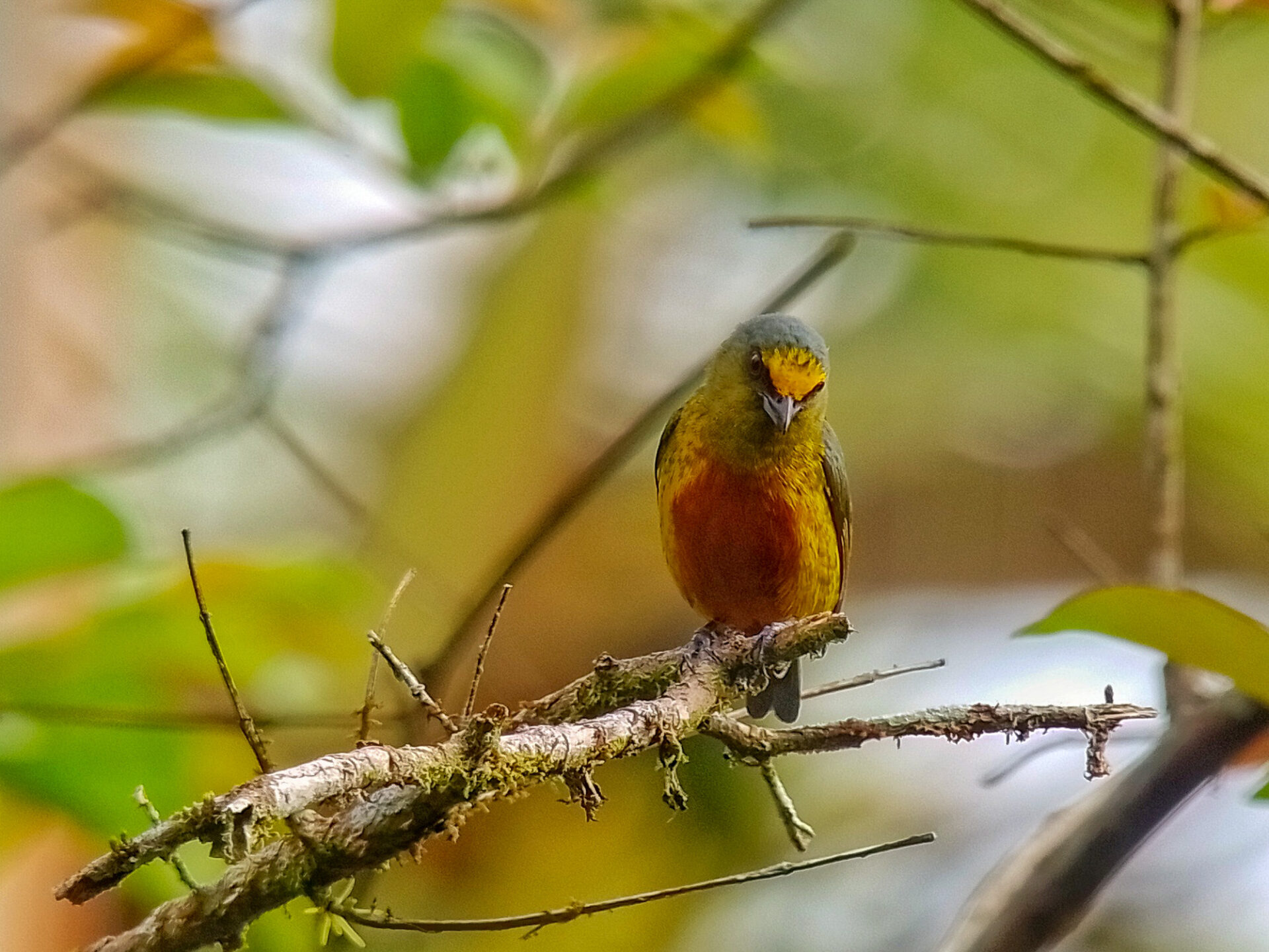 Olive-backed Euphonia