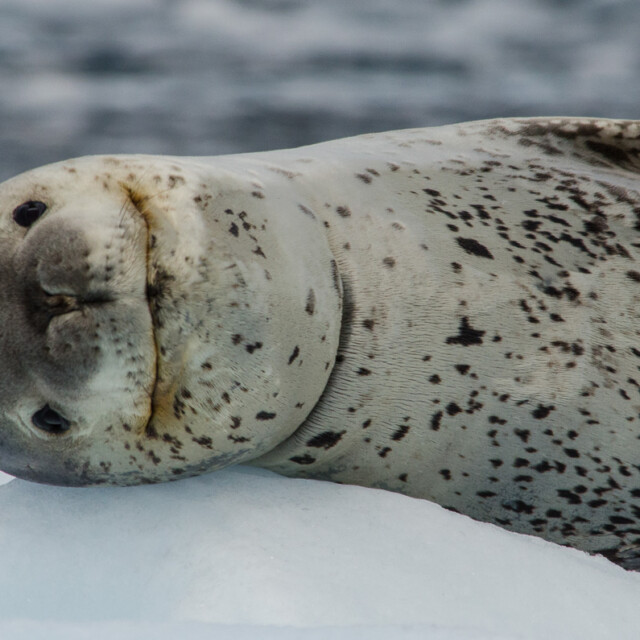 Leopard Seal closeup