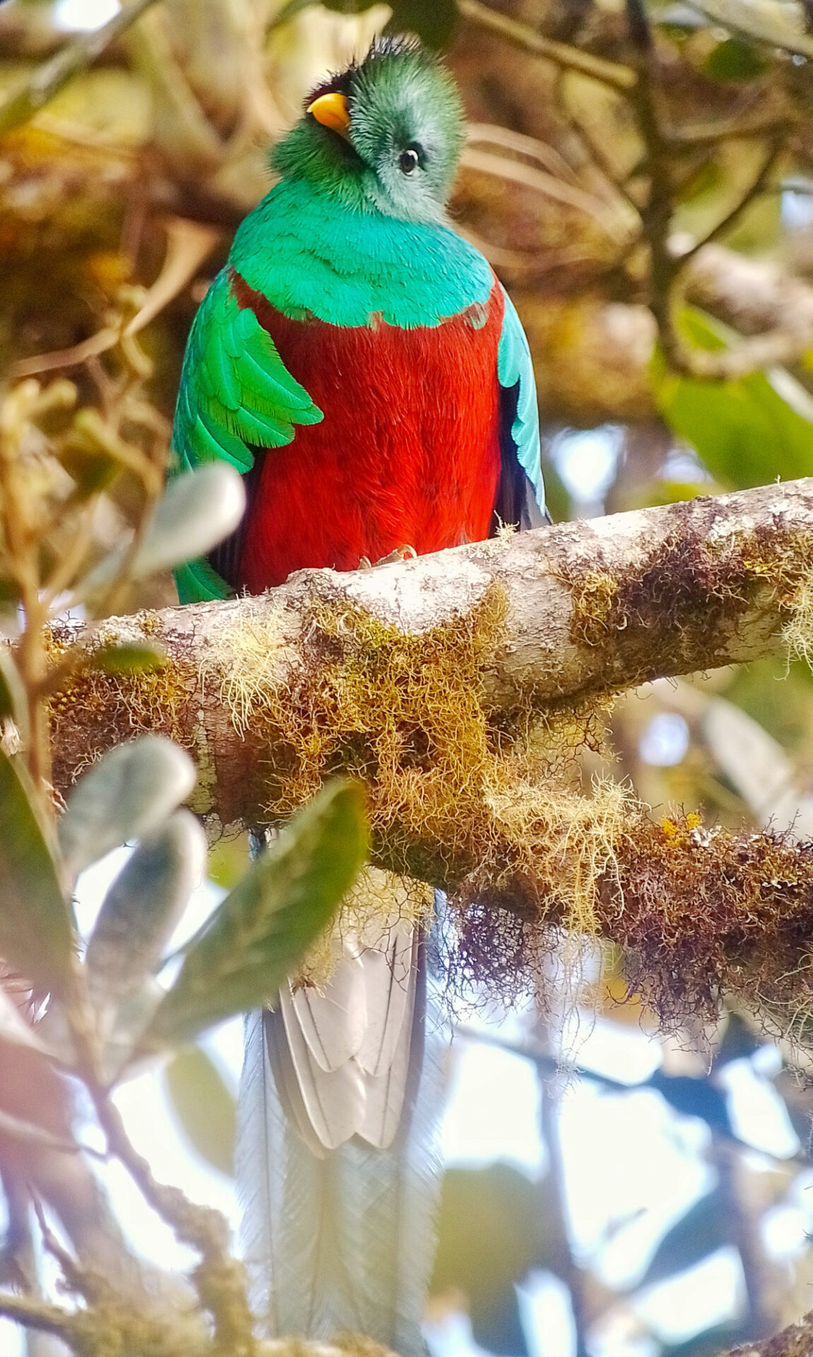 Resplendent Quetzal, Costa Rica