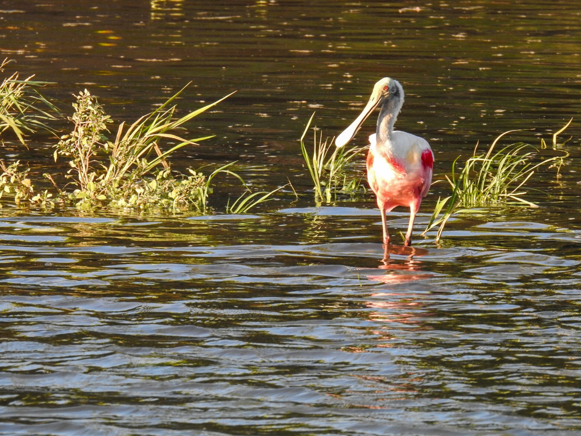 Roseate Spoonbill, Costa Rica