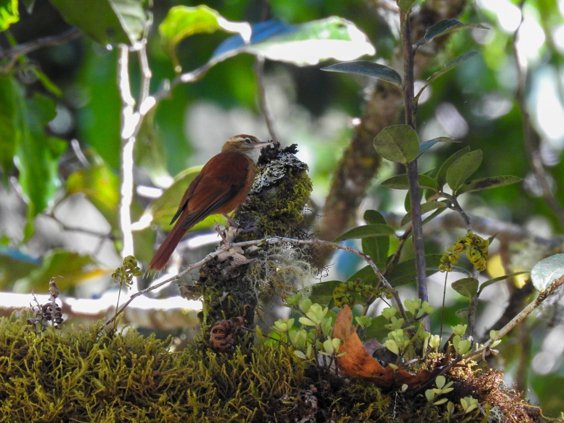 Ruddy Treerunner, Costa Rica