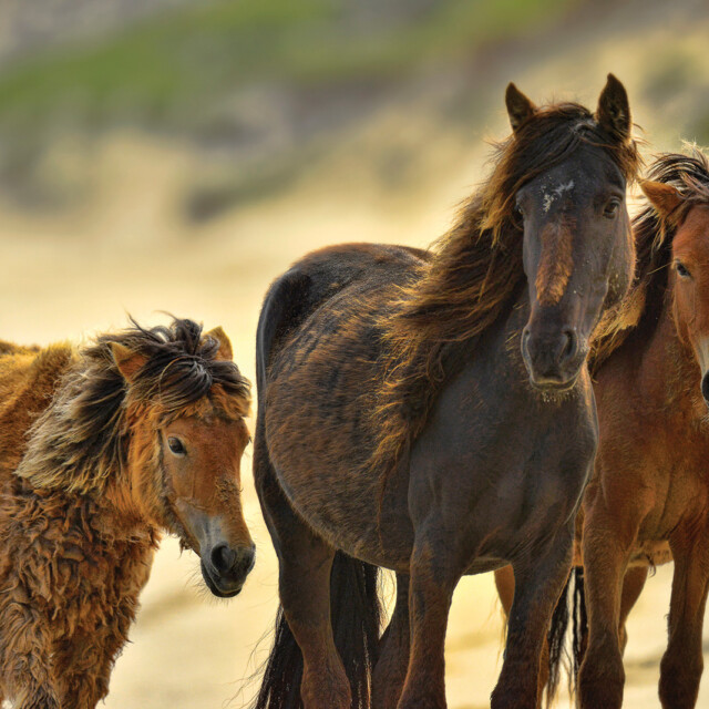 Wild horses, Sable Island
