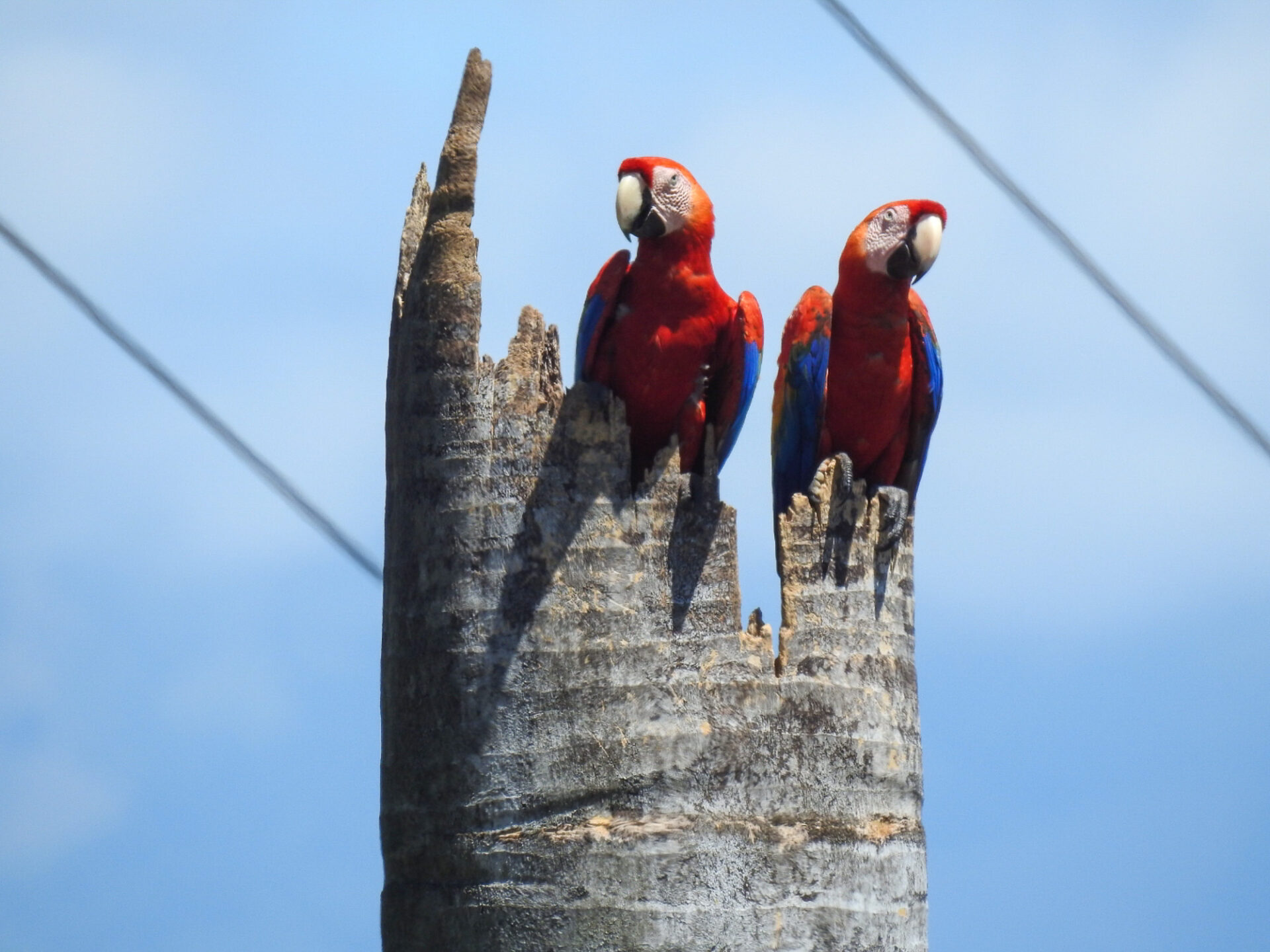 Scarlet Macaws, Costa Rica