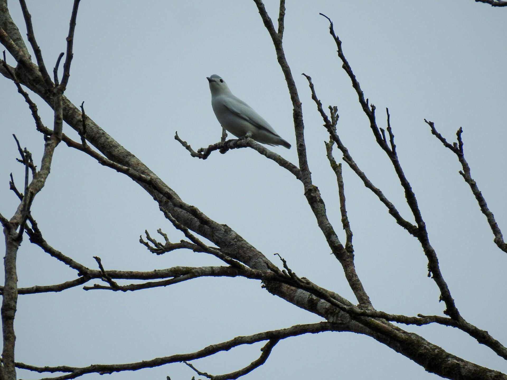 Snowy Cotinga