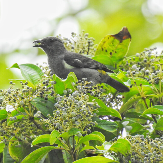 Sulpher-rumped Tanager
