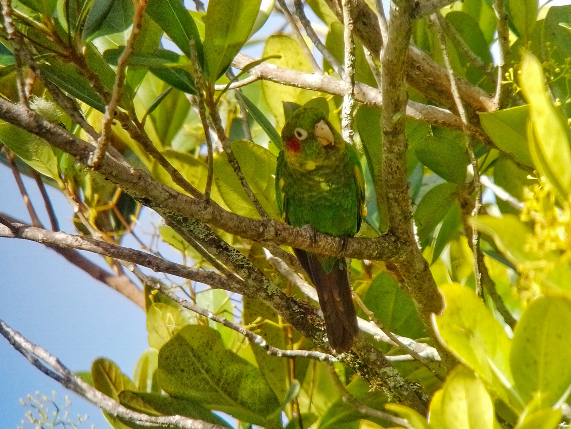 Sulphur-winged Parakeet