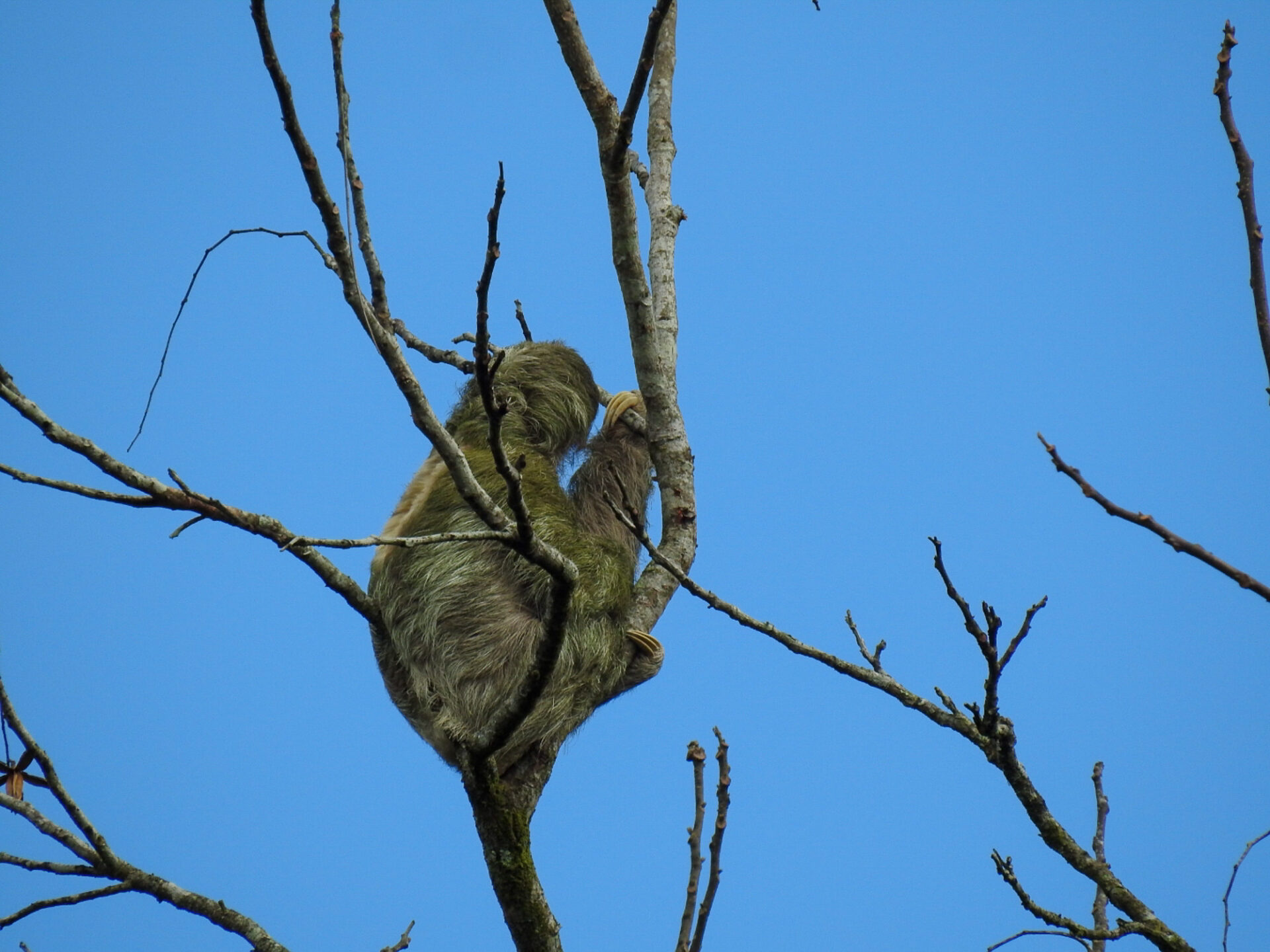 Three-toed Sloth