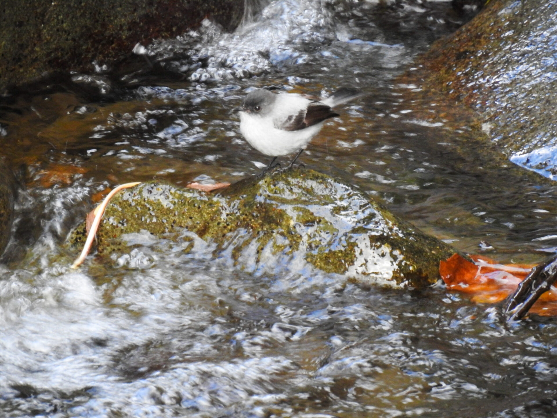 Torrent Tyrannulet, Costa Rica