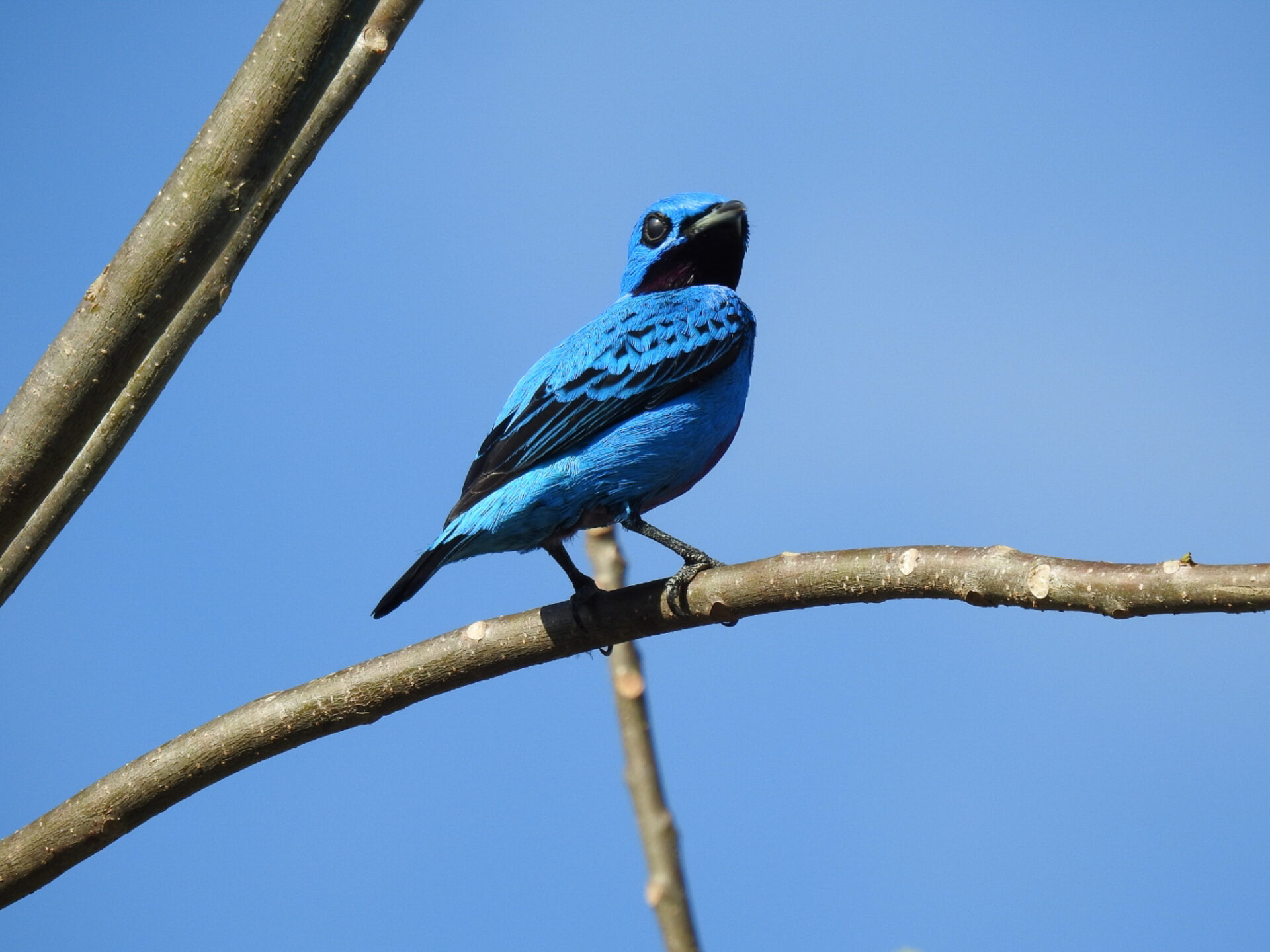 Turquoise Cotinga, Costa Rica