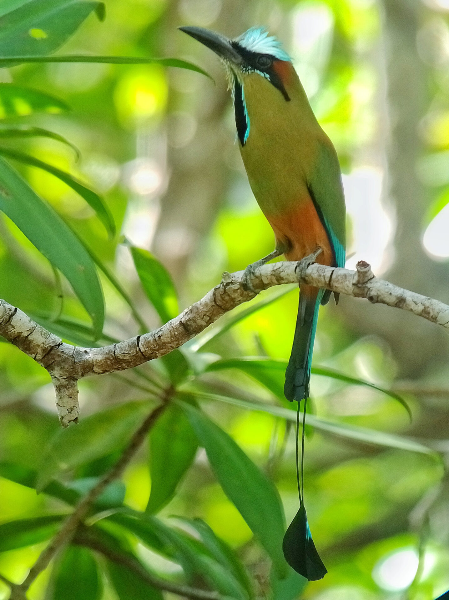 Turquoise-browed Motmot, Costa Rica