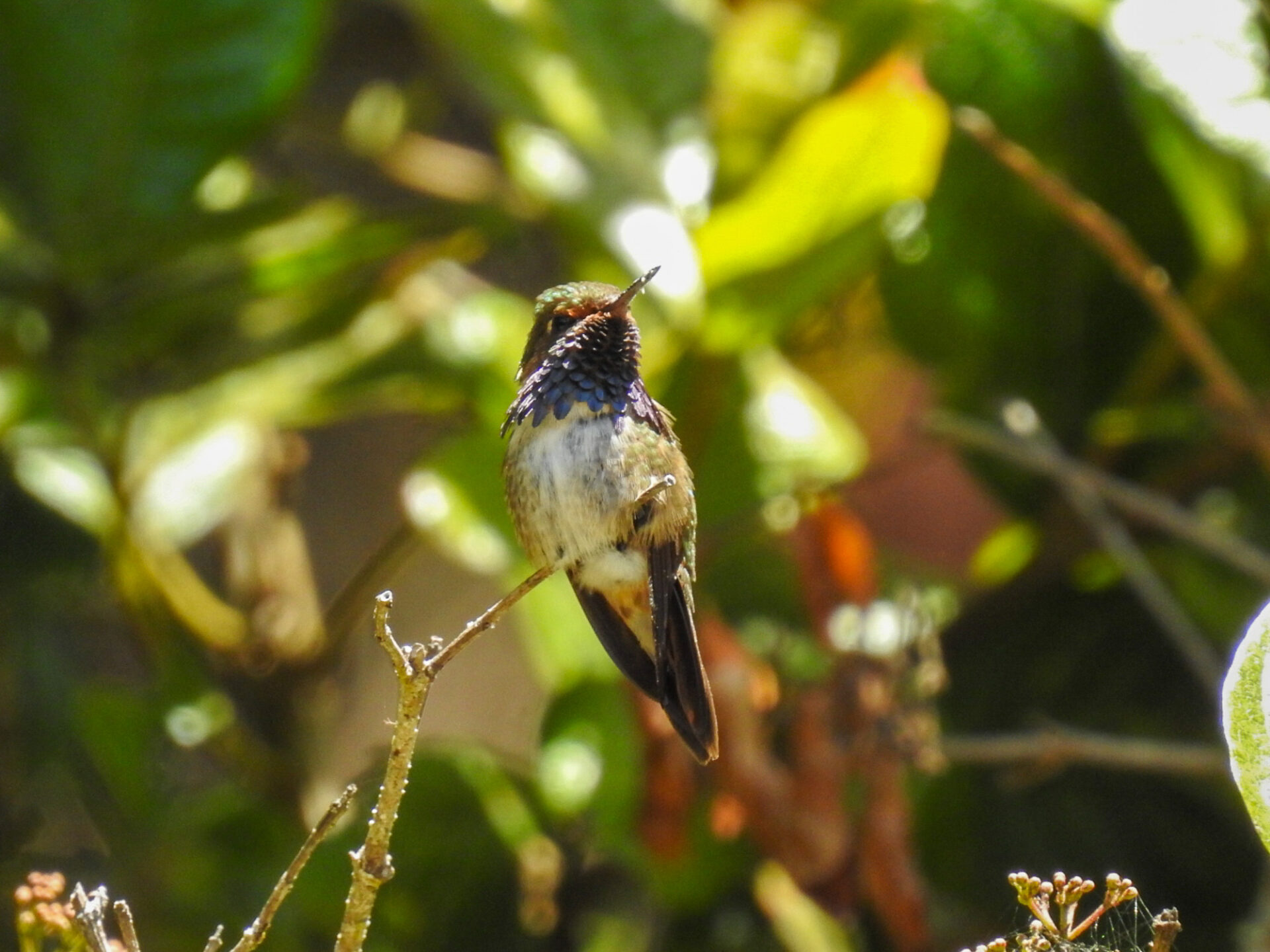 Volcano Hummingbird, Costa Rica