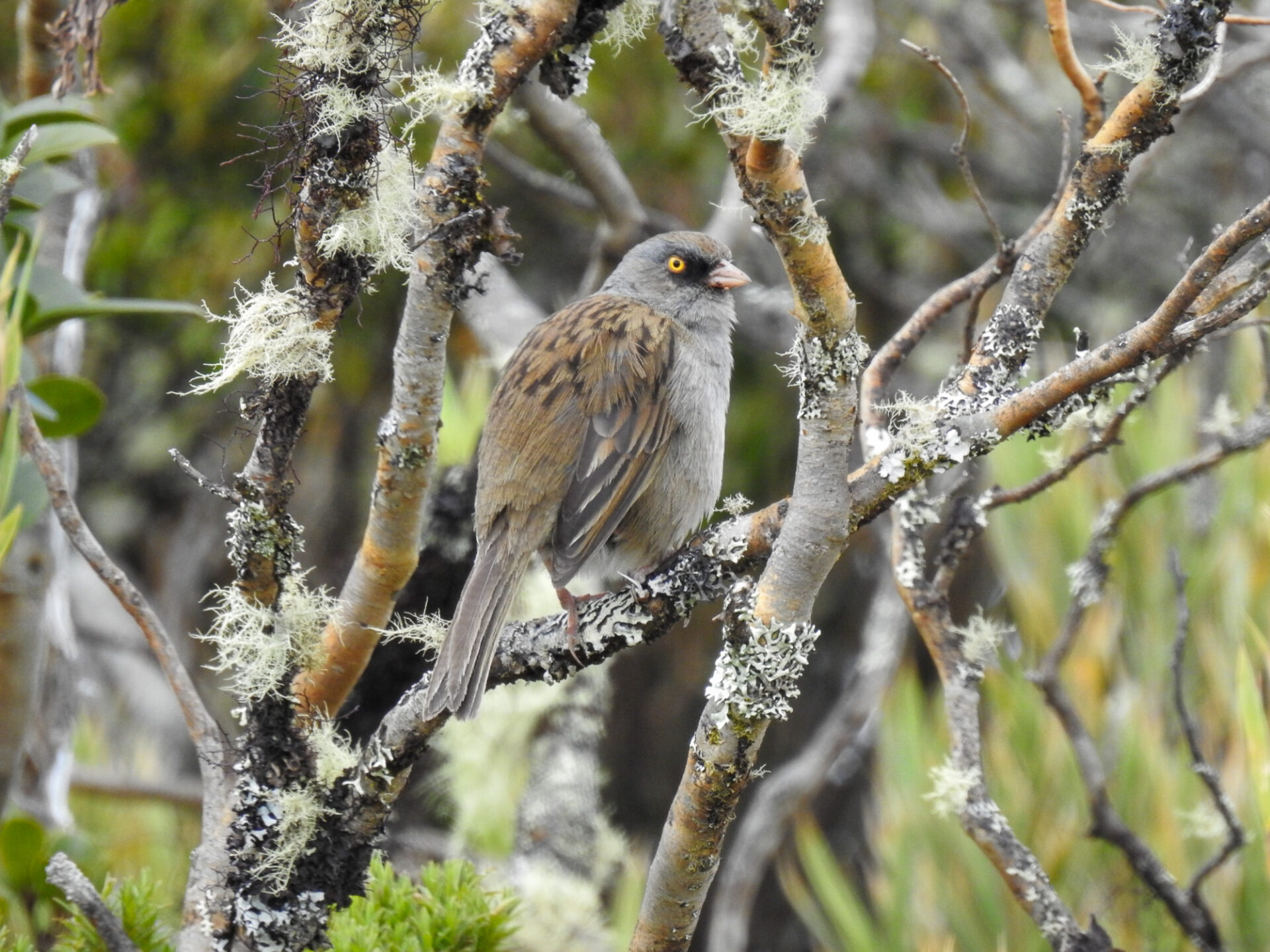 Volcano Junco