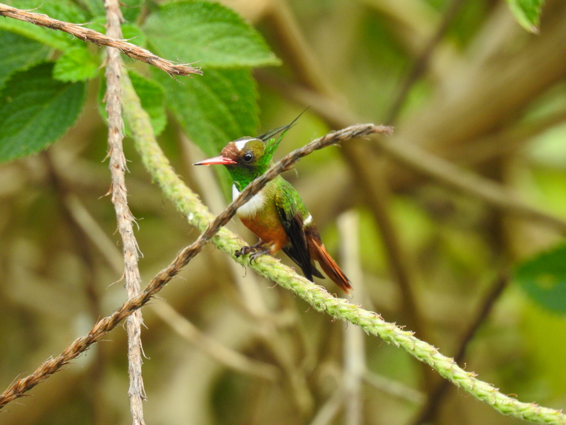 White-crested Coquette, Costa Rica