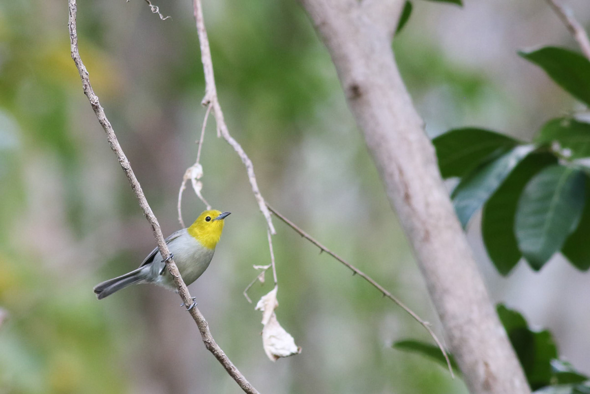 Yellow-headed Warbler in Cuba