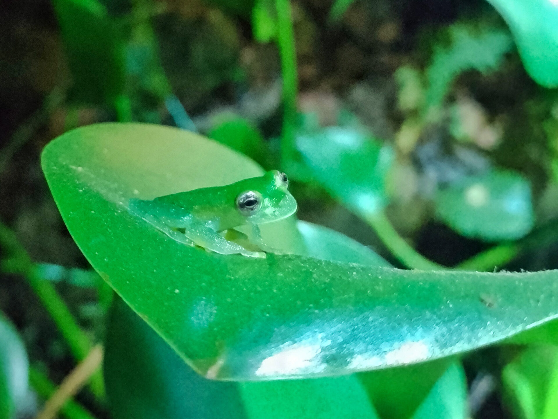 Yellow-spotted Glassfrog, Costa Rica