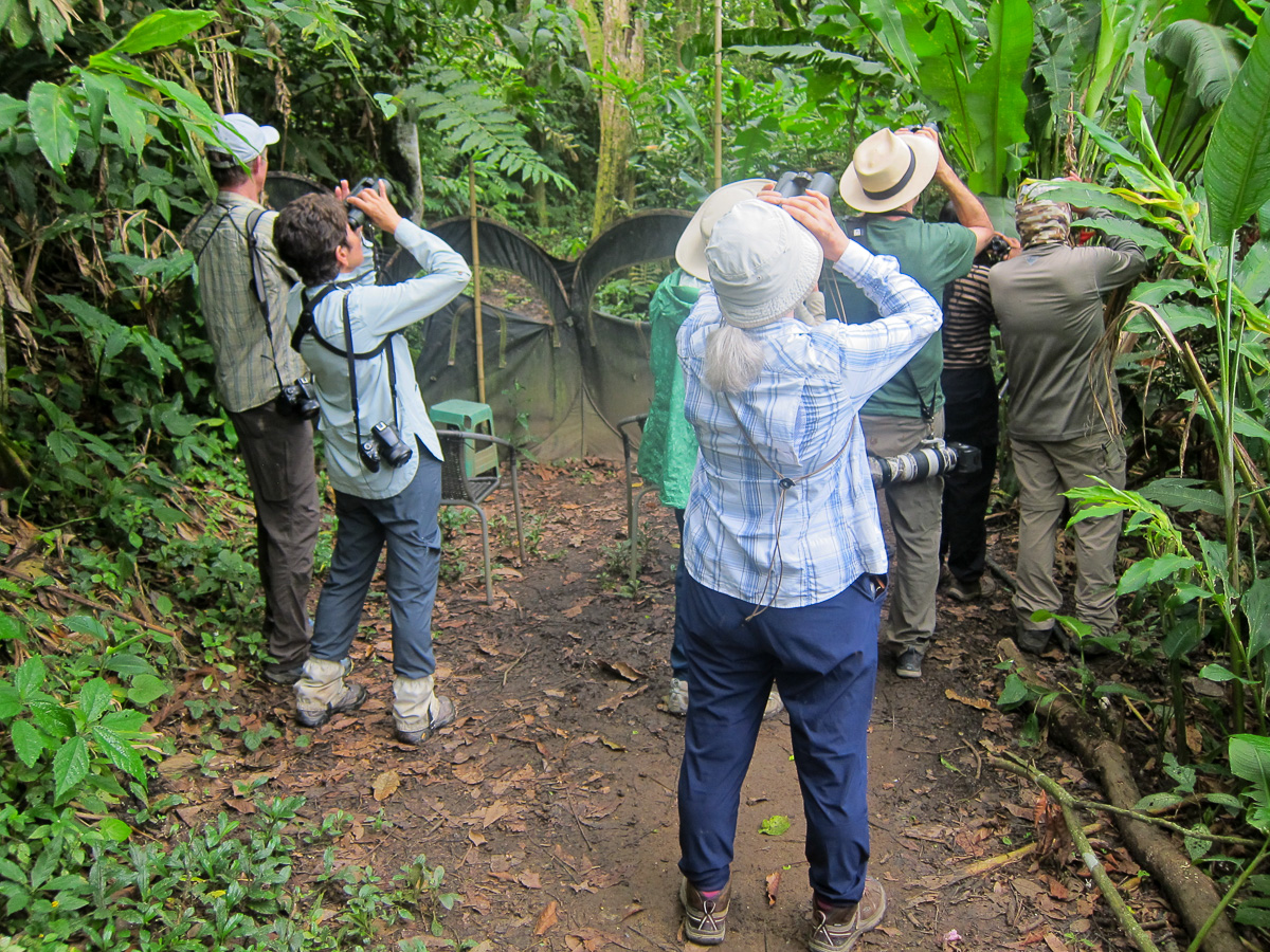 Birding at Tinamu Reserve, Colombia