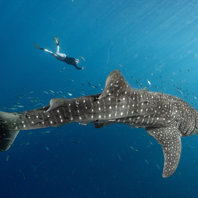 Whale Shark