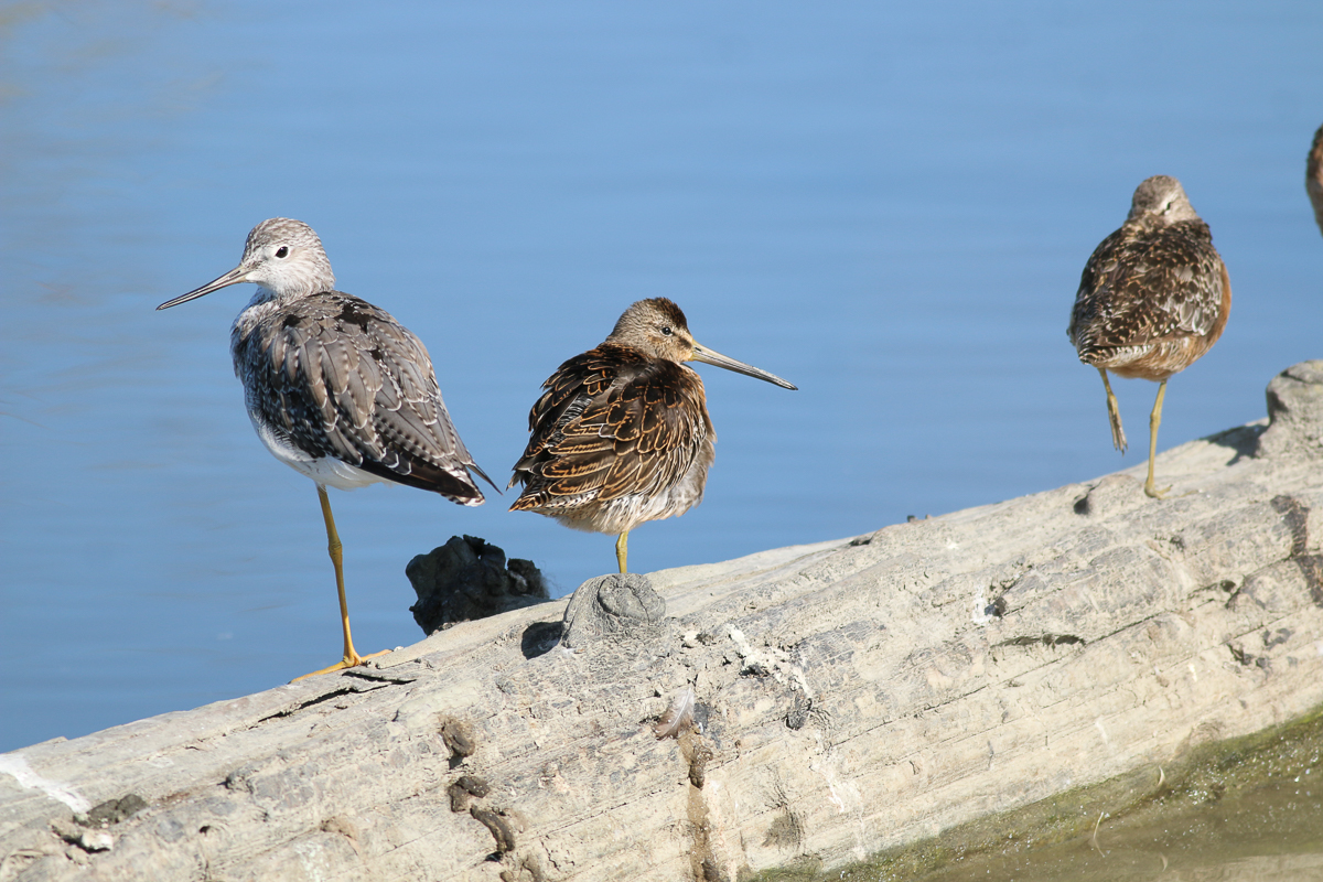 Greater Yellowlegs with Short-billed Dowitcher at Reifel