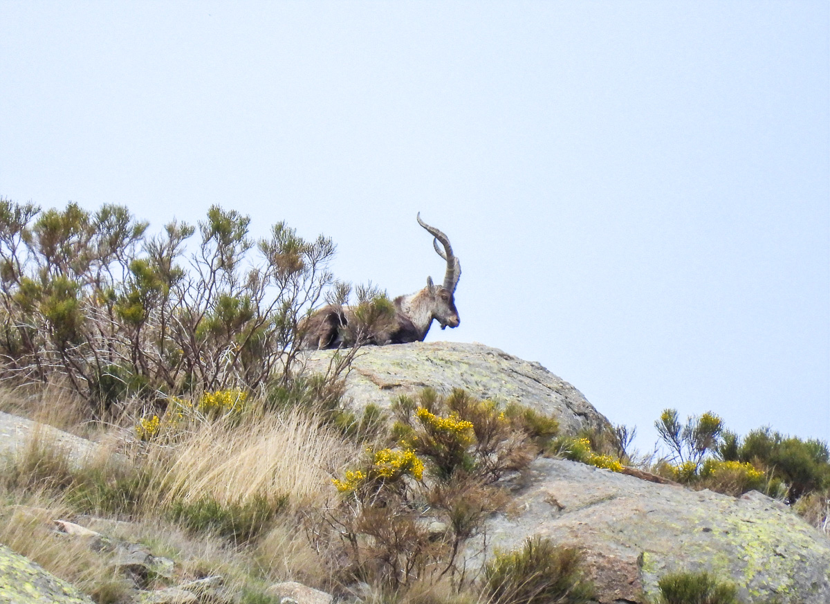 Male Spanish Ibex