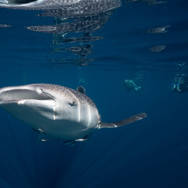 Whale Shark