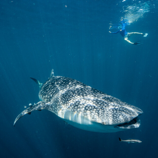 Snorkling with a Whale Shark