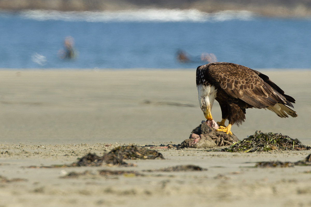 Bald Eagle