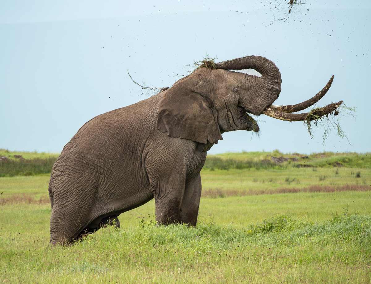 Bull Elephant, Ngorongoro Crater