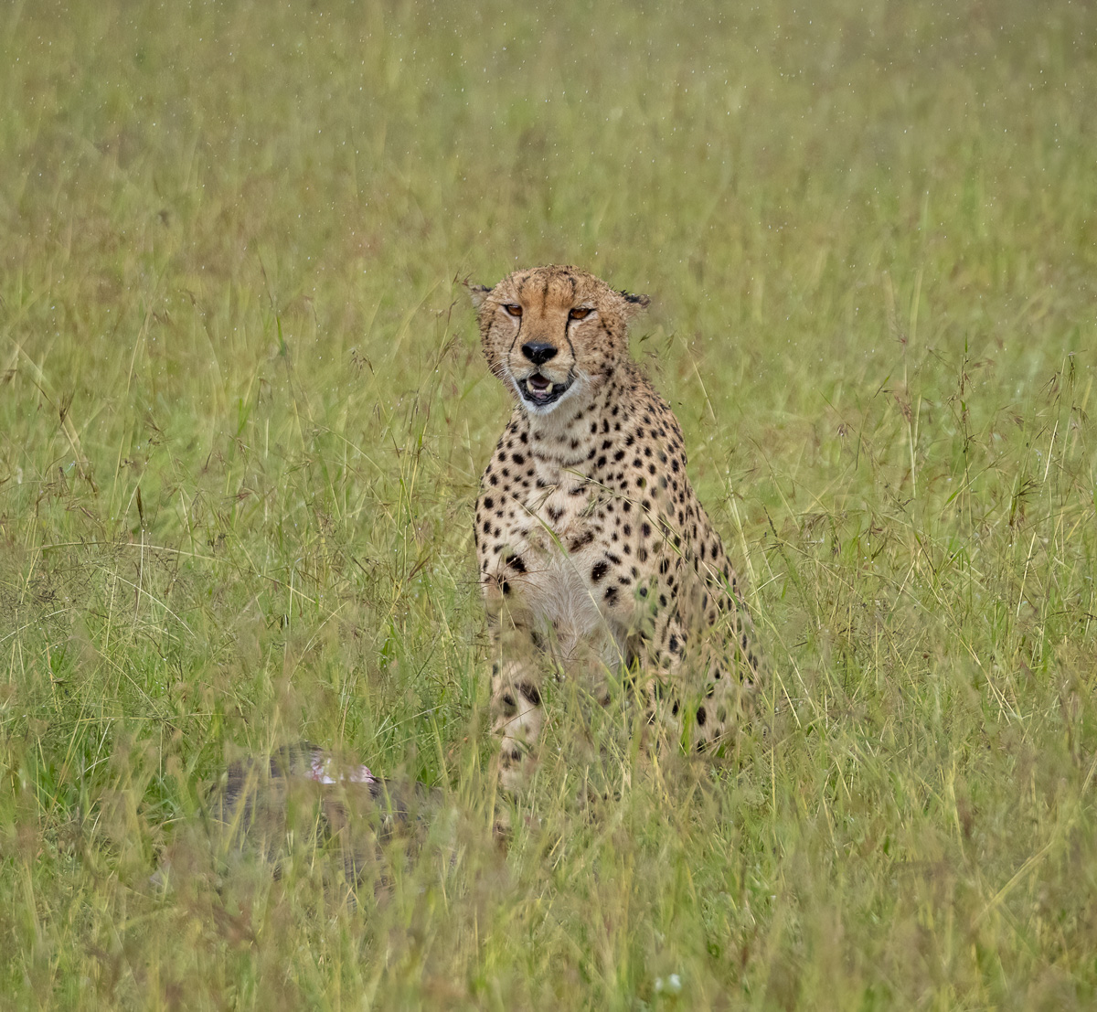 Cheetah in the Serengeti