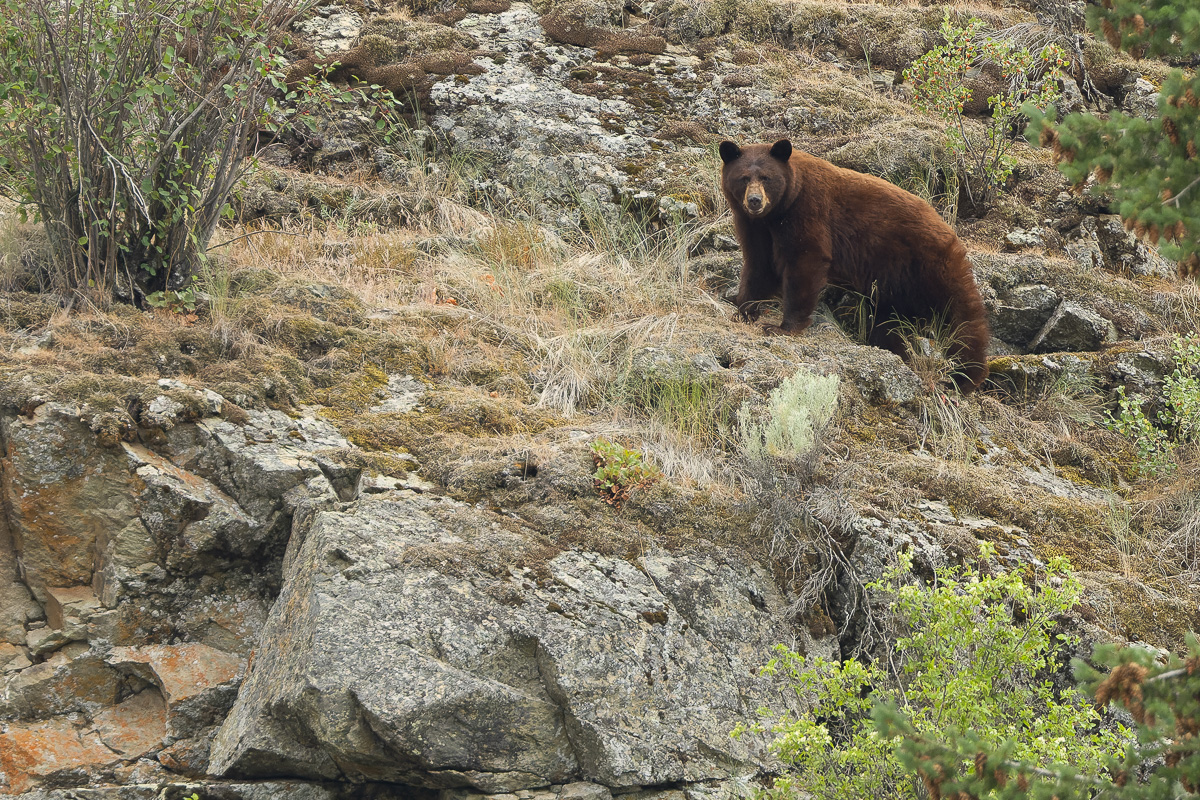 Cinnamon Black Bear
