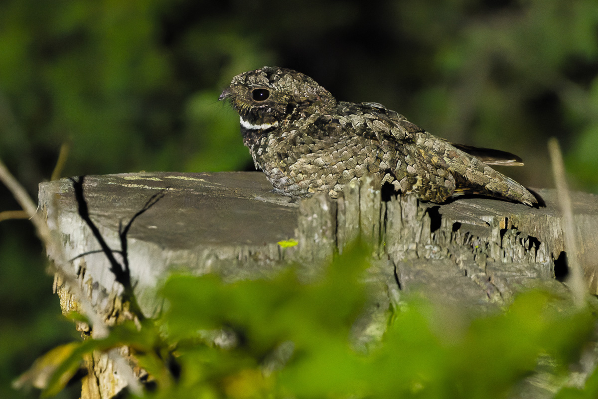 Common Poorwill