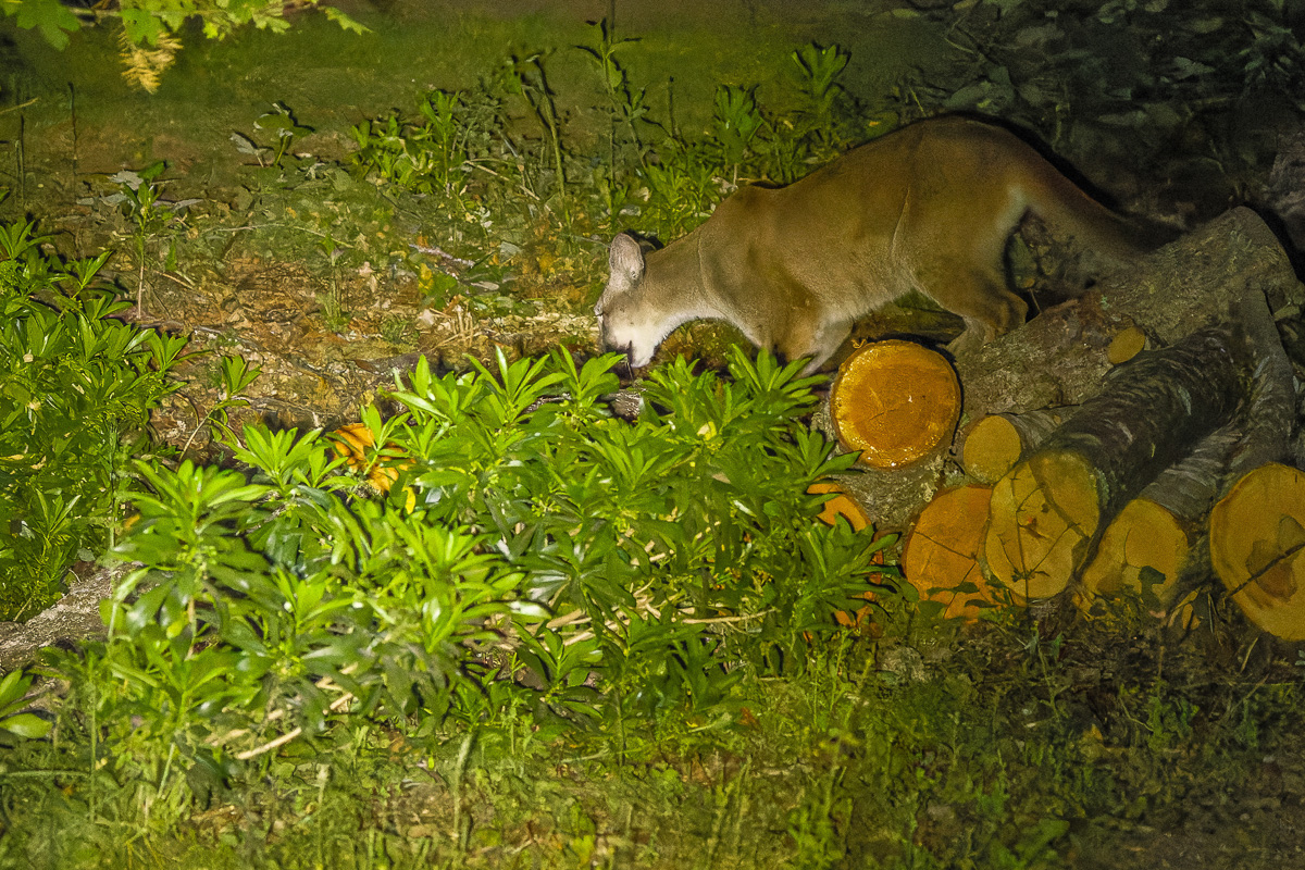 Cougar