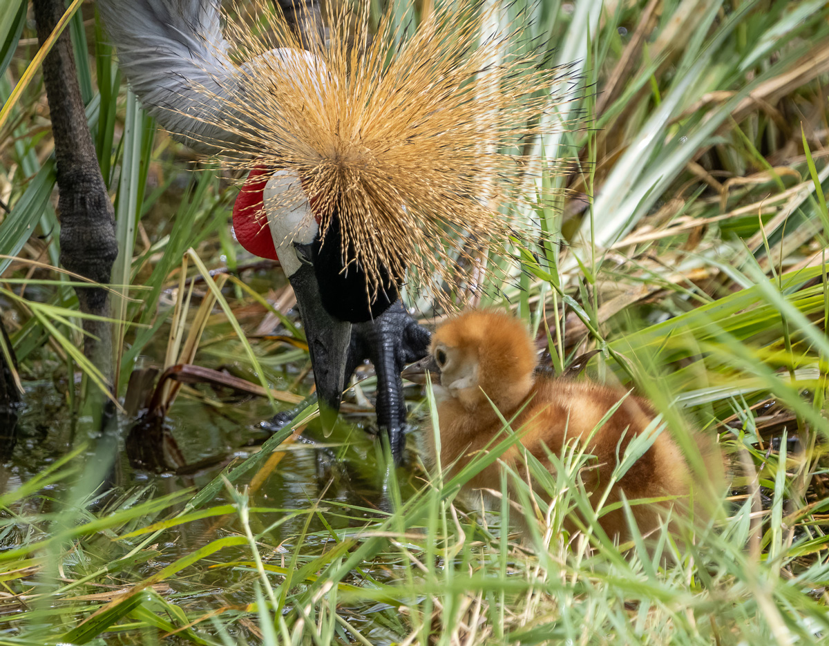Gray-crowned Crane tending a young chick in the western Serengeti 