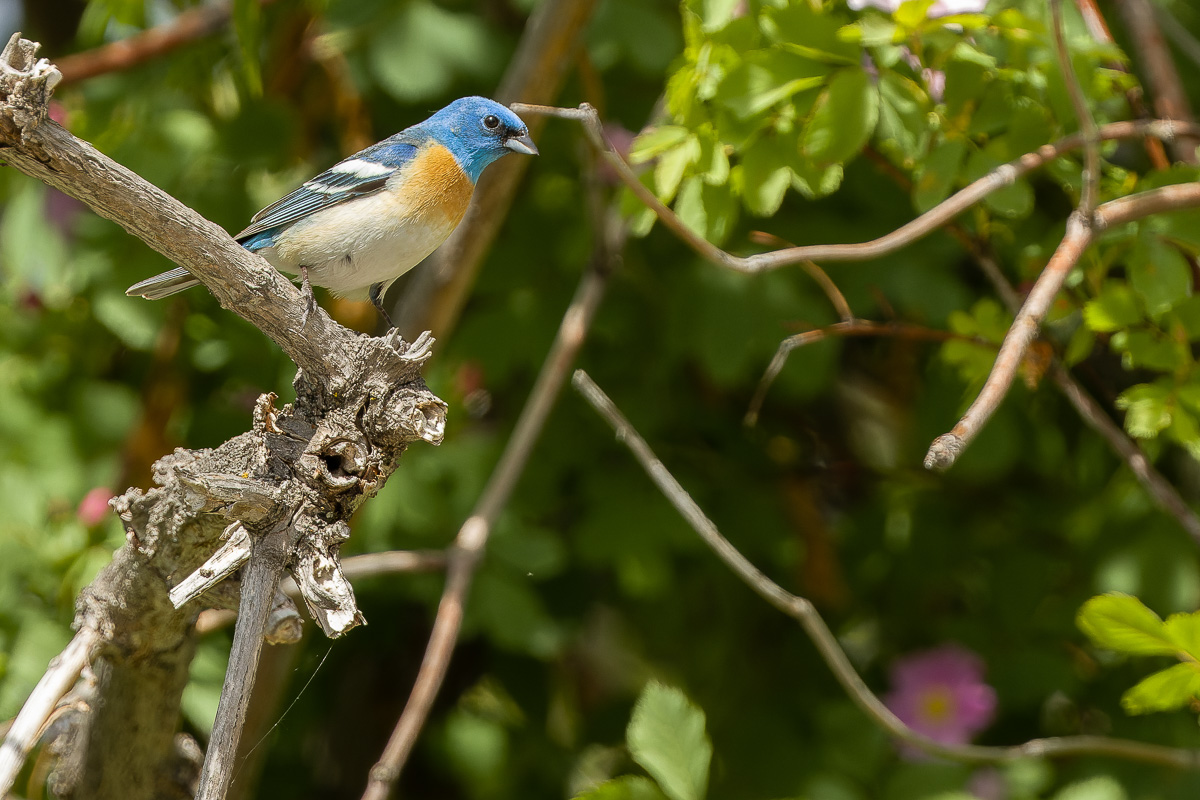 Lazuil Bunting