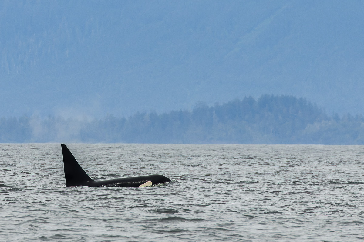 Orca (Killer Whale)