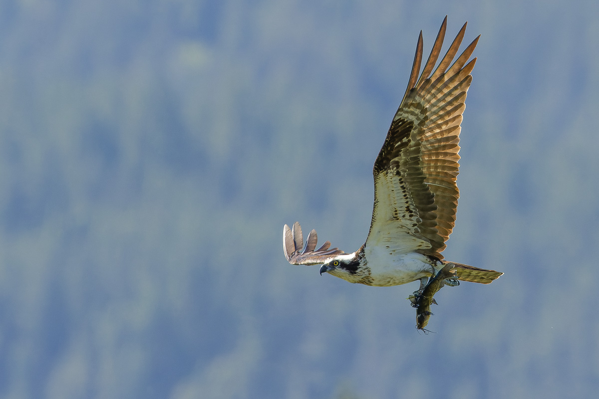 Osprey