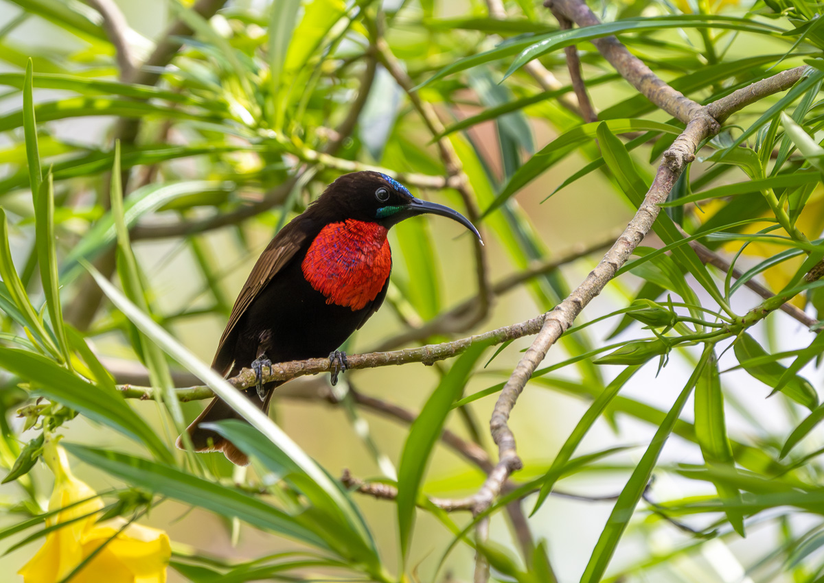 Scarlet-chested Sunbird 