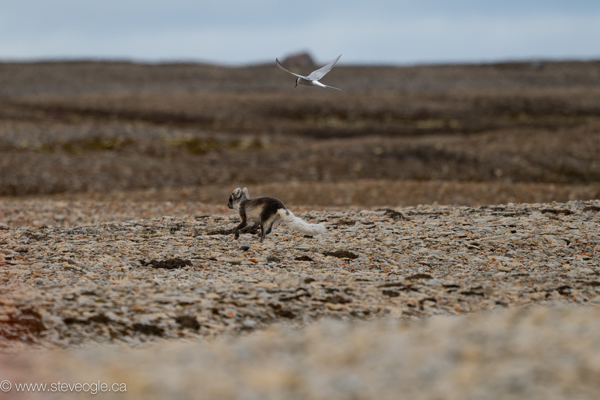 Arctic Fox being chased by Arctic Tern
