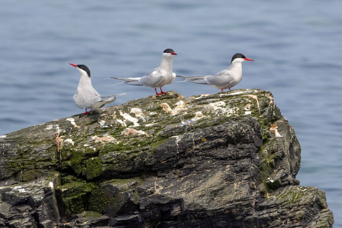 Arctic Terns in Ferryland