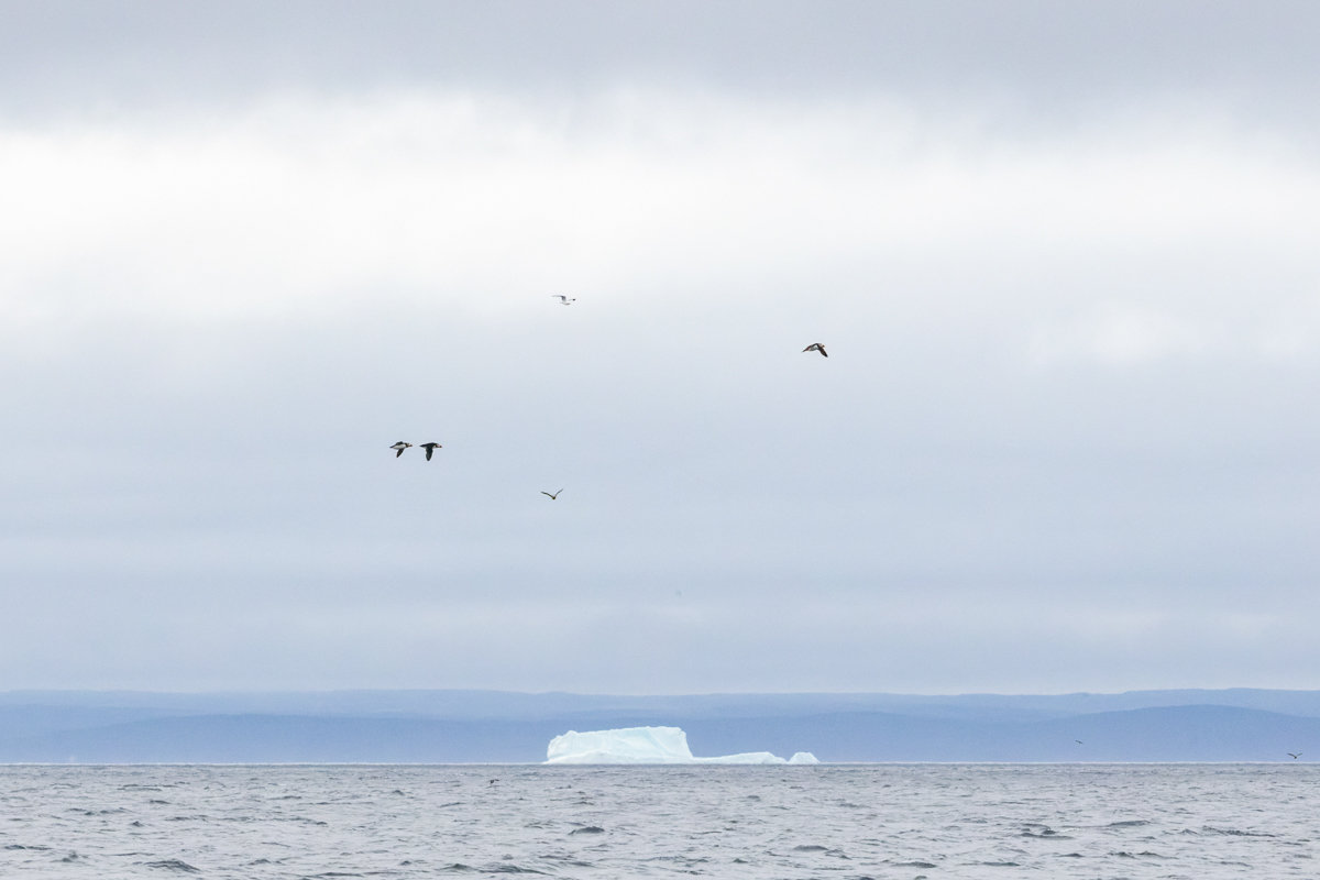Atlantic Puffins and a Black-legged Kittiwake fly by, with an iceberg floating in the distance. 